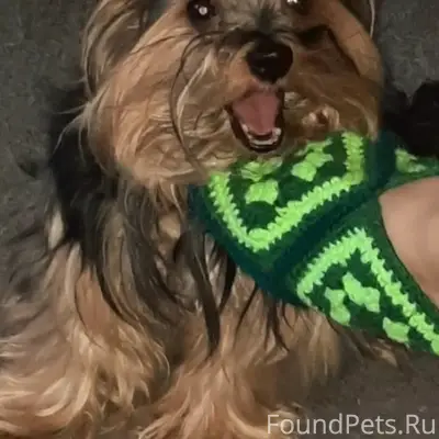 Пропал йоркширский терьер, район сода