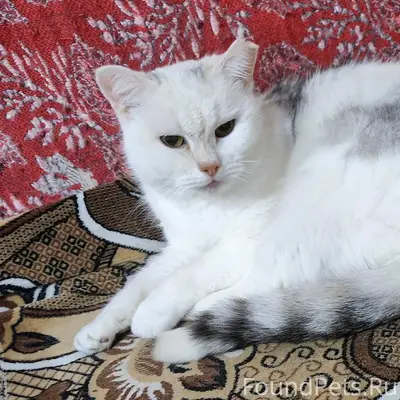 Пропала кошка,