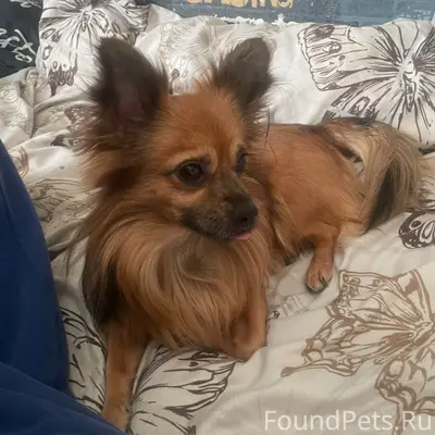 Пропала собака, на жилке