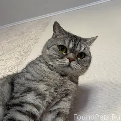 Пропал кот Амур