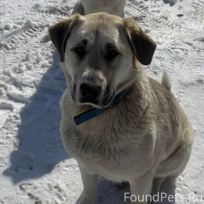 Пропала метис алабая Красотка, промзона в новом городе
