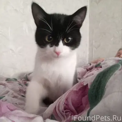 Пропал кот, д. Скородум