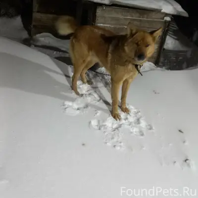 Пропал метис лайки Чип, Знаменка