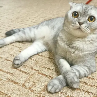 Пропал кот Бакс, мкр. Северный 7