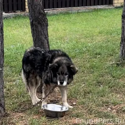 Пропал пёс Веня, КП «Березки»