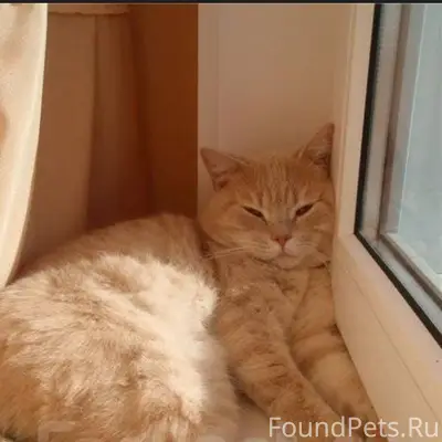 Пропала кошка,