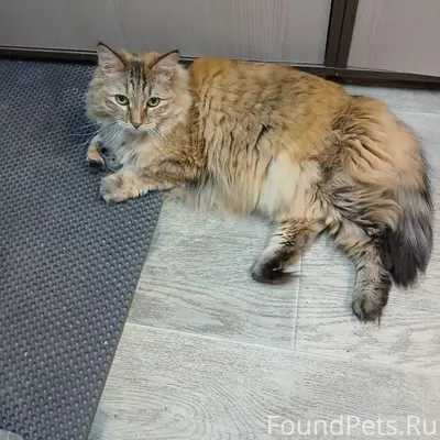 Пропала кошка Элька, район Баргузина