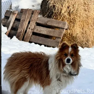 Пропала собака, [место не указано]