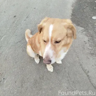 Найден пёс, Коломна, Колычево