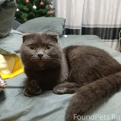 Пропал кот, на шее светлый ошейник