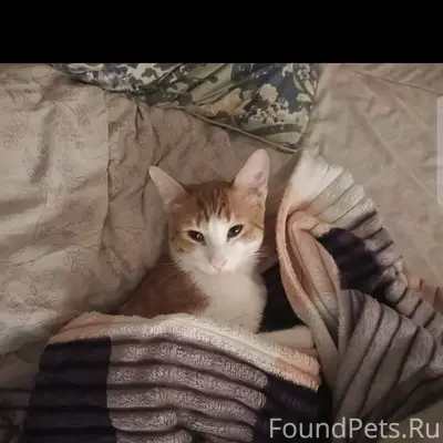 Пропал рыжий кот Шота, ул. Лобкова