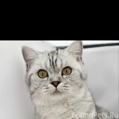 Пропала кошка Лиза, Гатчина