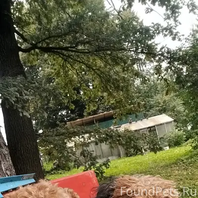 Пропал пёс Еджик, Дрожжино