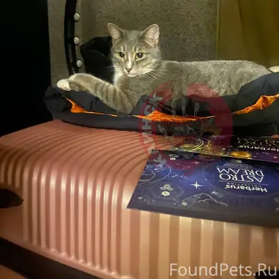 Пропал кот Тоша, Мошнянка