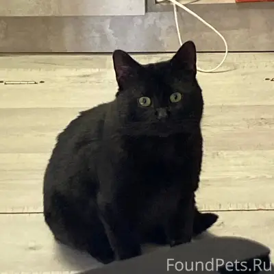 Пропал черный кот, район Первомайская