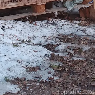 Найден котик, Сортировка, Иваново