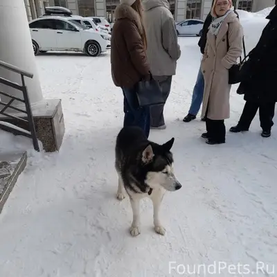 Найден Хаски, у ДК «Кирова»