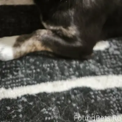 Пропала маленькая такса Вупи