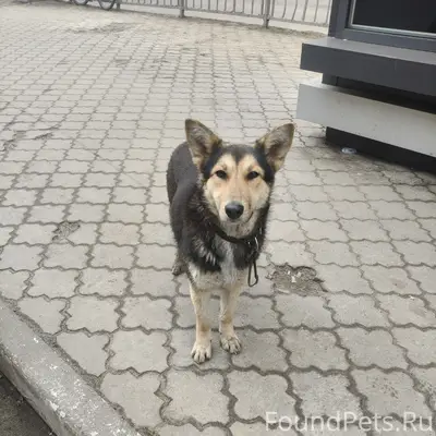 Пропала собака, район цирка, ТЦ Пассаж Солнечный рай