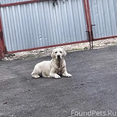 Пропала собака, район Мясокомбината