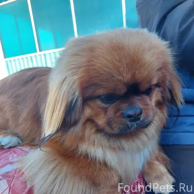 Пропал пёс, 