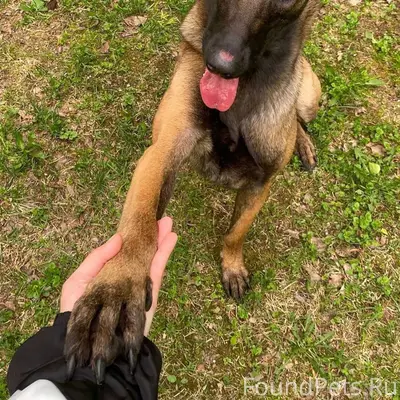 Пропала малинуа, Свердловская область, снт-Мелиоратор