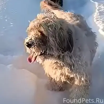 Пропала собака Ляля, Ярославль - Тутаев