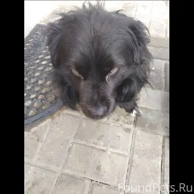 Пропал пёс Дружок, п. Сатинка