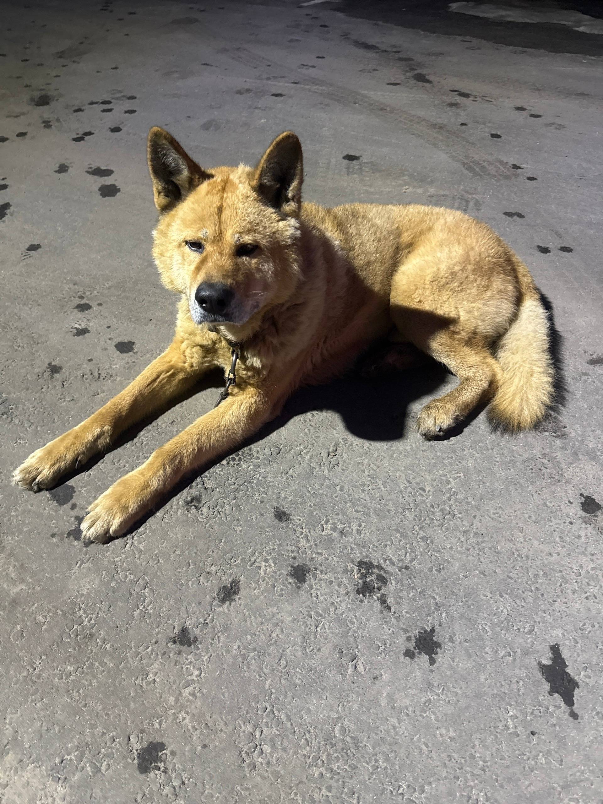 Пропала собака, метис Американской Акиты, Протасово