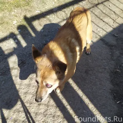 Пропала собака, пересечение Ленина и М. Горького