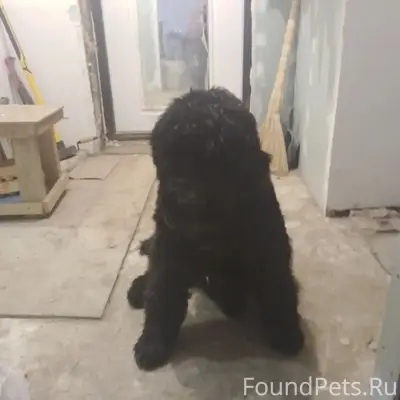 Пропала собака, Степановка, Мазеповка