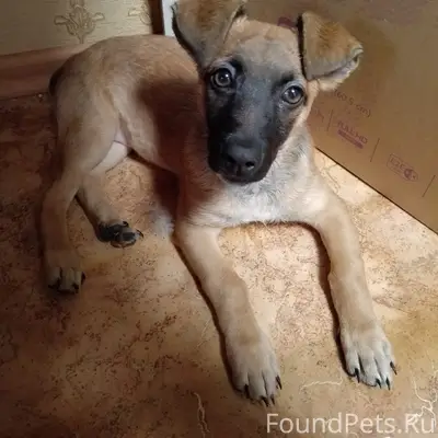 Найден щенок, Воронеж, ул. Юлюса Янониса