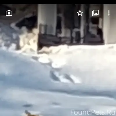 Пропала собака, Березники, р-н Дома учителя