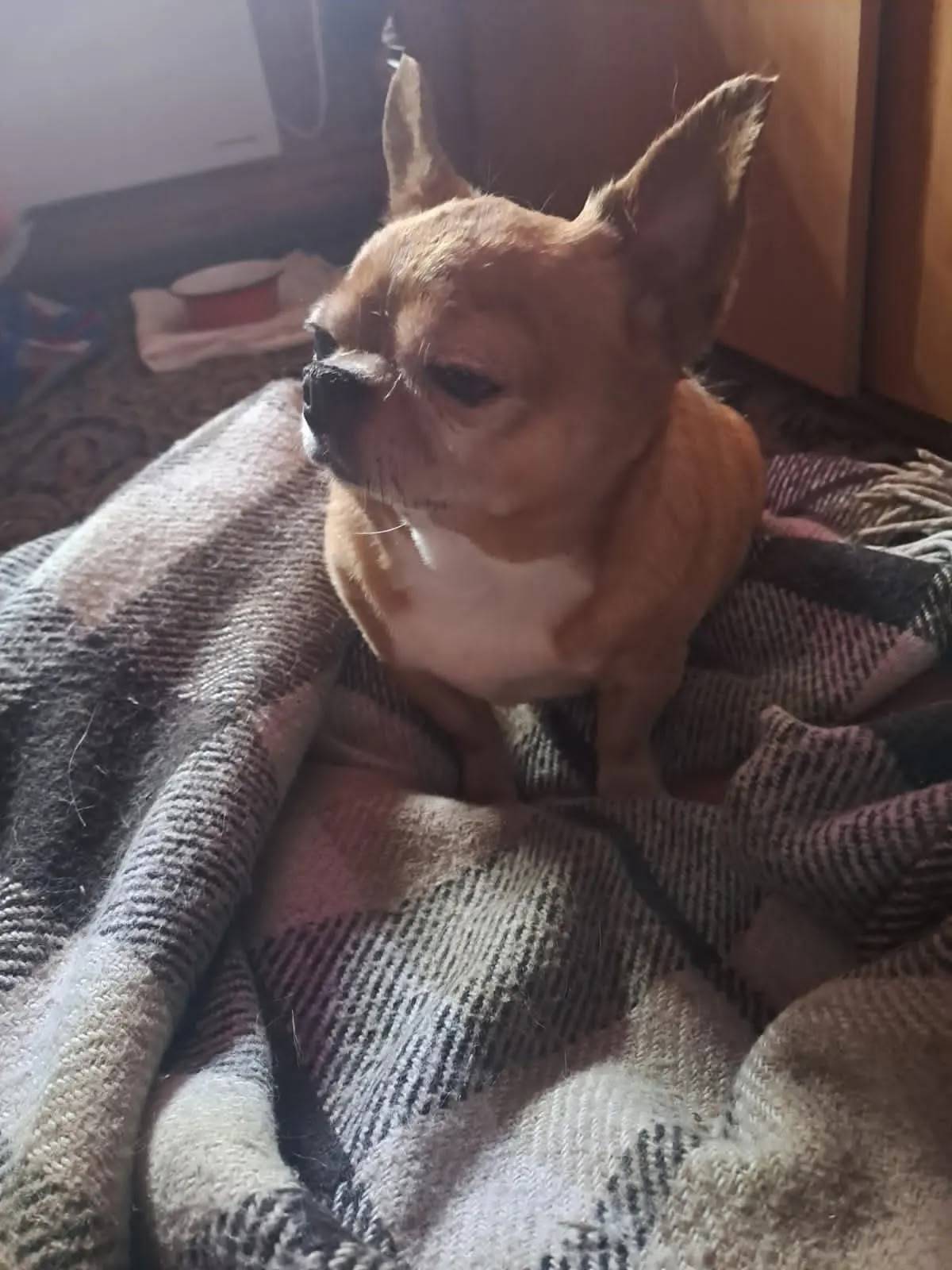 Найден кобель, Орехово-Зуево