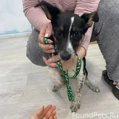 Найден щенок девочка, район кафе Атмосфера