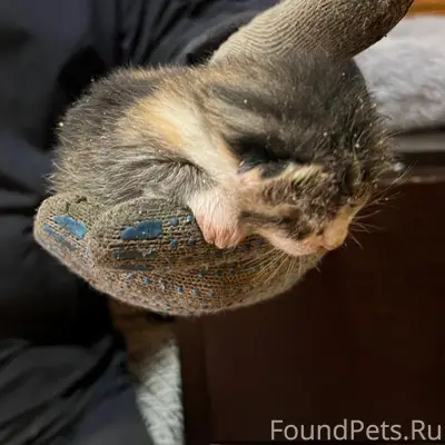 Найден слепой котёнок, ул. Первомайская