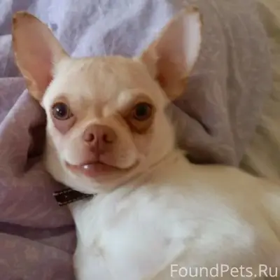 Пропал кобель Шанди, Первомайский переулок