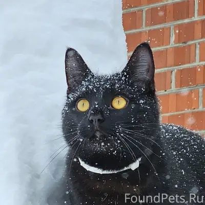 Пропал чёрный кот в белом ошейнике, С. Ульяново