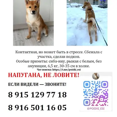 Пропал щенок Сиба-ину, Раменское