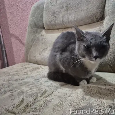 Найден котёнок, Юность, ул. Фрунзе