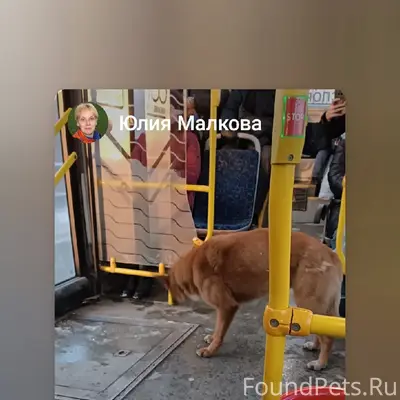 Пропала собака, место последней видимости — 67 автобус