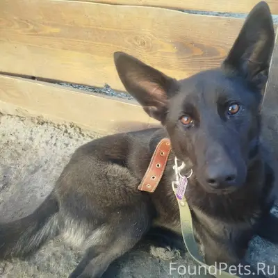 Пропала собака Стелла, чёрная