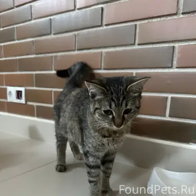 Пропала кошка, Кострома, улица Беговая