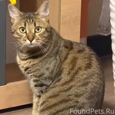 Пропал кот Тима, Фрунзе 6