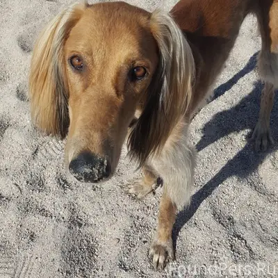 Пропал тазы, Алматы