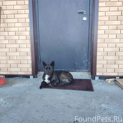 Найден пёс, возможно, потерялся, ул. Жемчужная