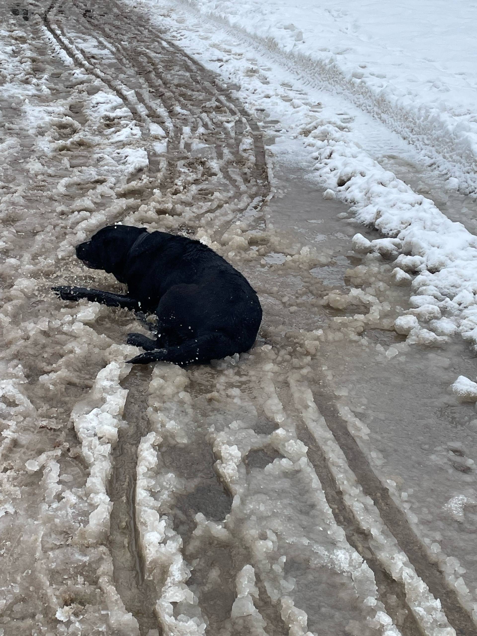 Найден лабрадор, проспект Энгельса, Березовый Сад