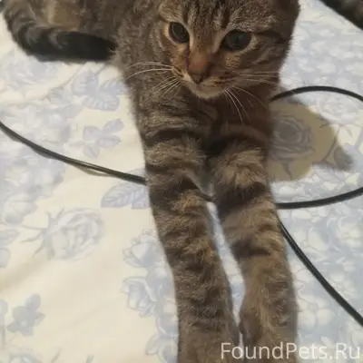 Пропал кот Васька