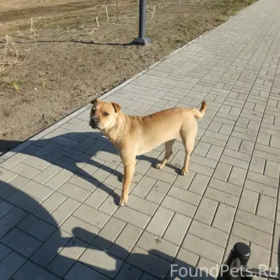 Пропала девочка, похожа на метиса шарпея, район колледжа