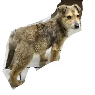 Пропала собака, район Завода, район 1 Мая